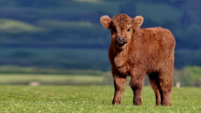 PASTWISKO TO NIE MINI ZOO!