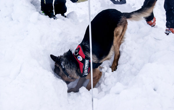 CZŁOWIEK I PIES – ZESPÓŁ RATUJĄCY ŻYCIE