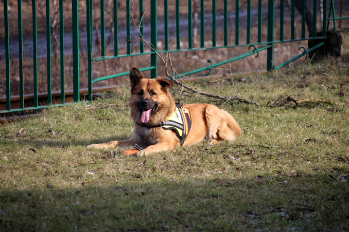 PSY GOPR - PIERWSZE KROKI W KOPALNI