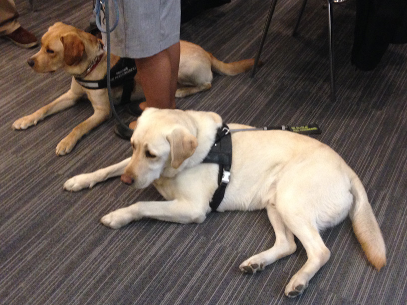 PSY PRACUJĄCE W POLSKICH SŁUŻBACH RATOWNICZYCH I MUNDUROWYCH