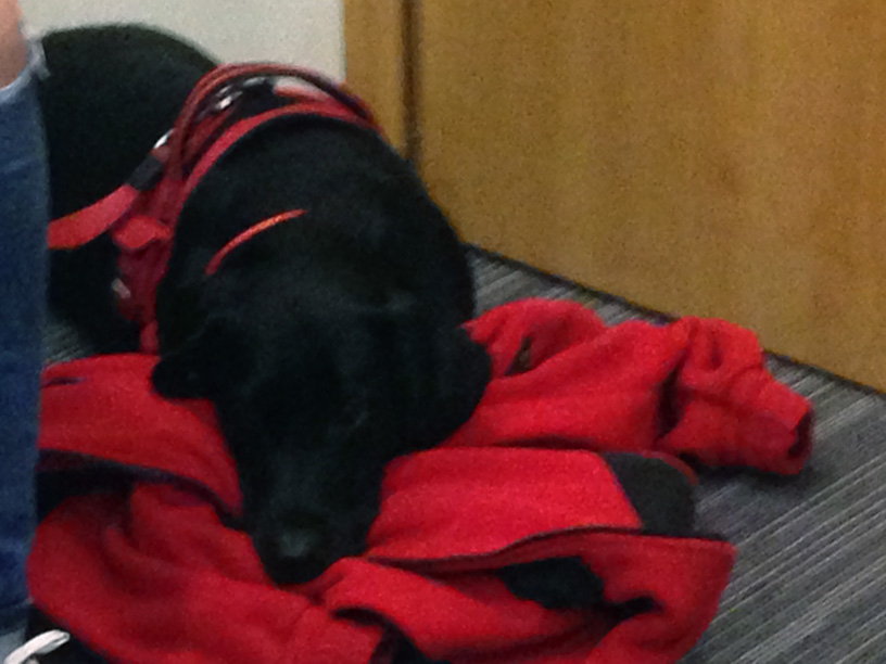 PSY PRACUJĄCE W POLSKICH SŁUŻBACH RATOWNICZYCH I MUNDUROWYCH