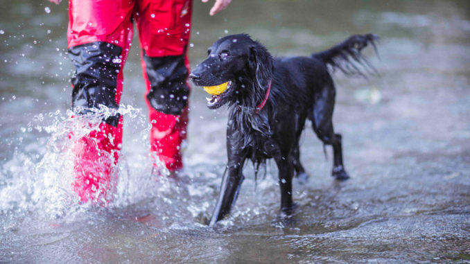 AKCJA CHARYTATYWNA NA RZECZ PSÓW RATOWNICZYCH GOPR