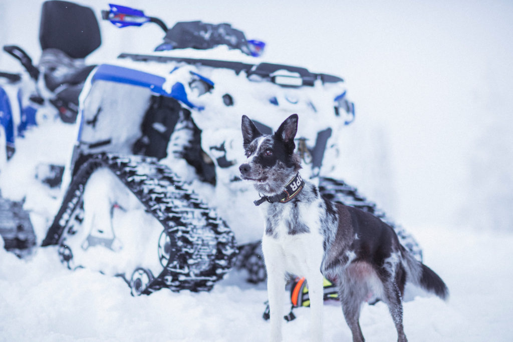 III EDYCJA AKCJI CHARYTATYWNEJ NA RZECZ PSÓW RATOWNICZYCH GOPR