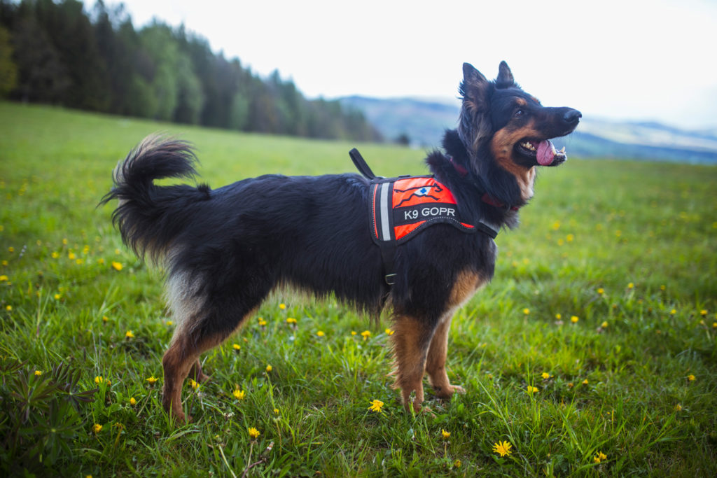 III EDYCJA AKCJI CHARYTATYWNEJ NA RZECZ PSÓW RATOWNICZYCH GOPR