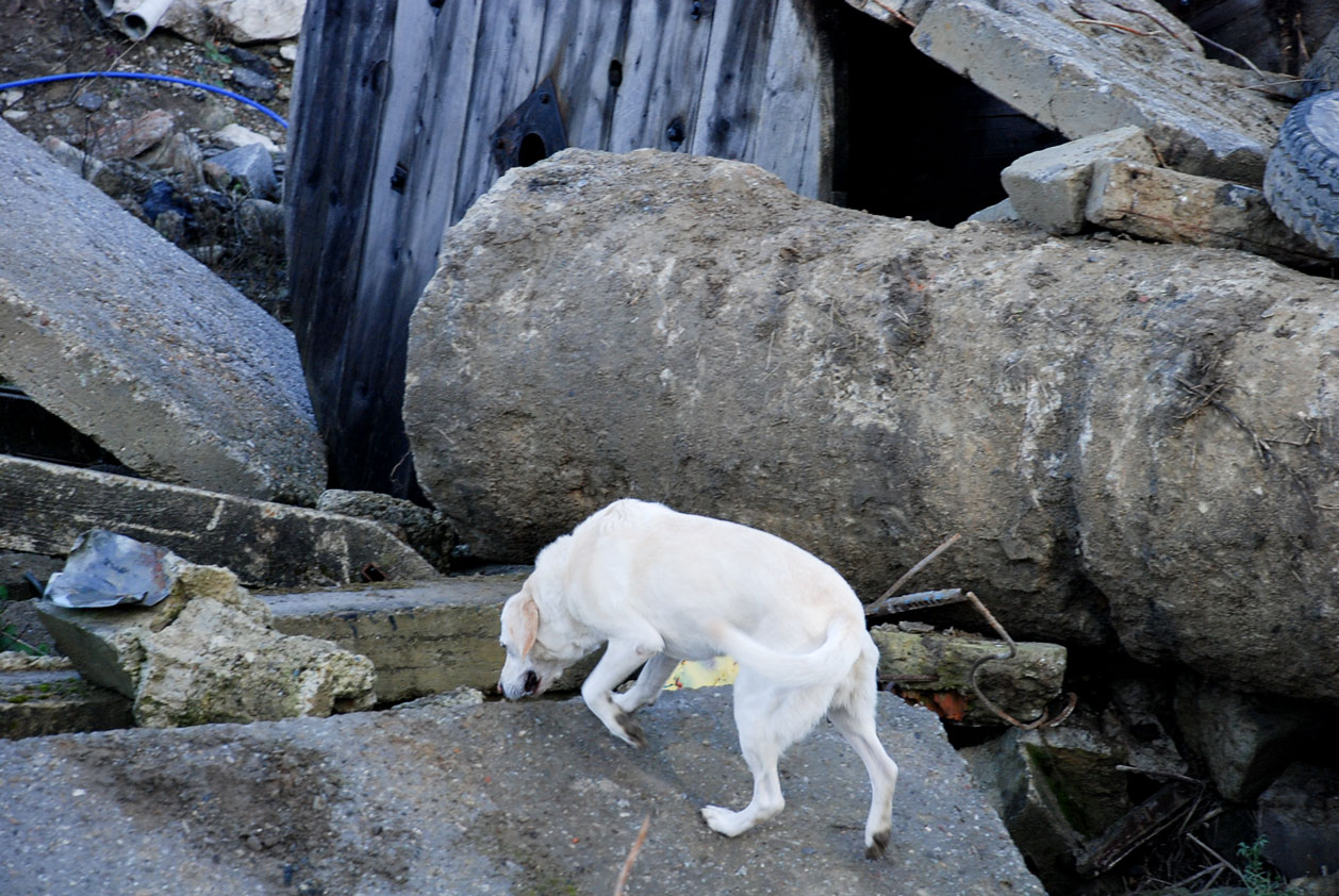 45-LECIE PODKOMISJI PSÓW RATOWNICZYCH GOPR