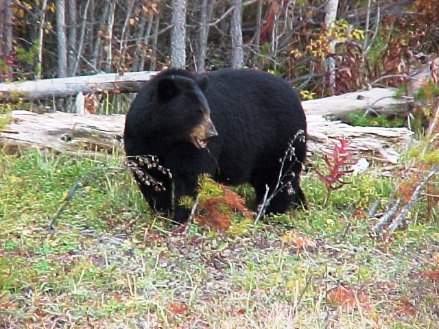 SPOTKANIE Z NIEDŹWIEDZIEM