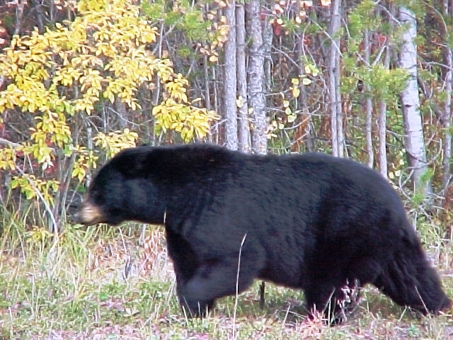 SPOTKANIE Z NIEDŹWIEDZIEM