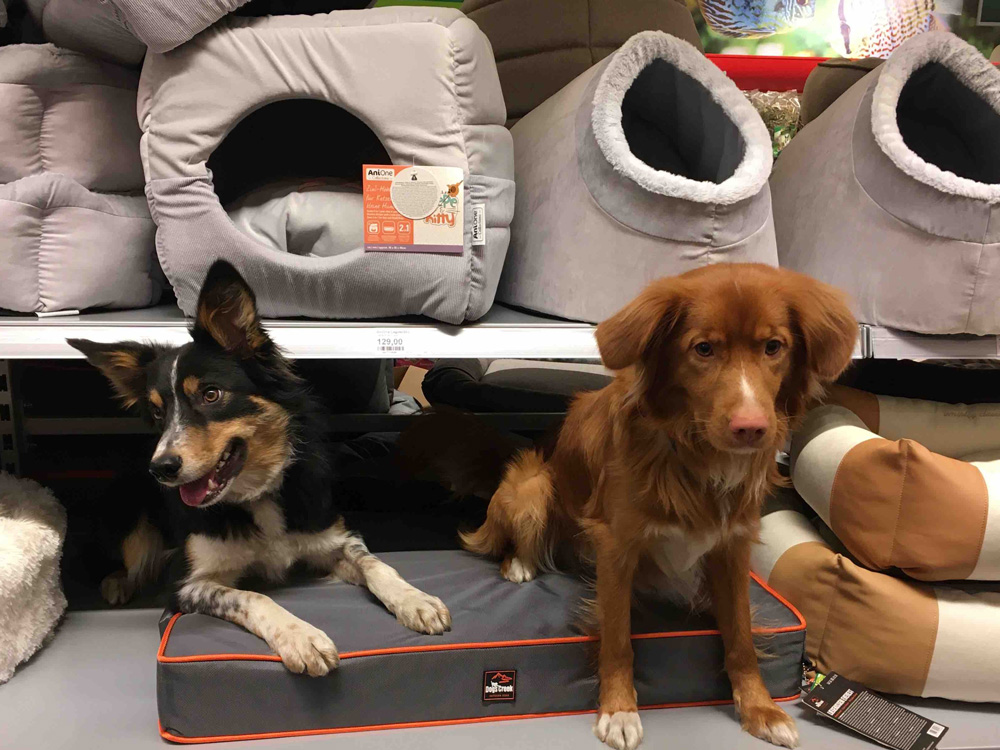 MAXI ZOO PONOWNIE WSPIERA PSY RATOWNICZE GOPR