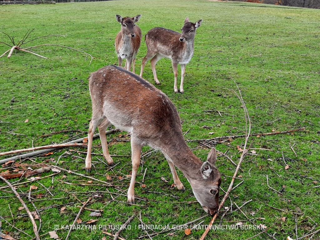 LASOTERAPIA DLA NIEPEŁNOSPRAWNYCH – PROGRAM FUNDACJI GOPR